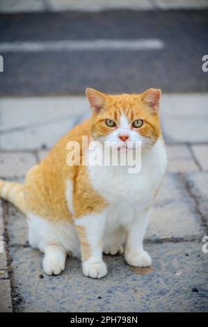 Gatti di strada ben vivi che si godono una giornata di sole sulle strade di Caleta de Fuste, Fuerteventura, isole Canarie, Spagna in inverno Foto Stock