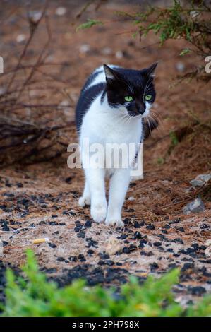 Gatti di strada ben vivi che si godono una giornata di sole sulle strade di Caleta de Fuste, Fuerteventura, isole Canarie, Spagna in inverno Foto Stock