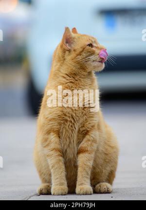 Gatti di strada ben vivi che si godono una giornata di sole sulle strade di Caleta de Fuste, Fuerteventura, isole Canarie, Spagna in inverno Foto Stock