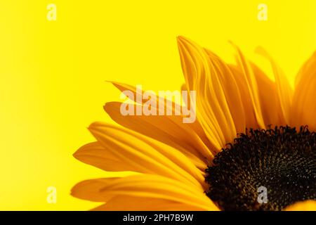 Natura tema immagine di bel girasole giallo con grandi petali pieni su sfondo giallo Foto Stock