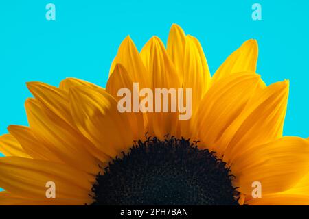 Natura tema immagine di bel girasole giallo con petali completamente fioriti su sfondo blu Foto Stock