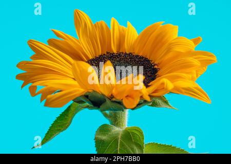 meraviglioso girasole giallo che riempie la cornice con i suoi petali su sfondo blu Foto Stock