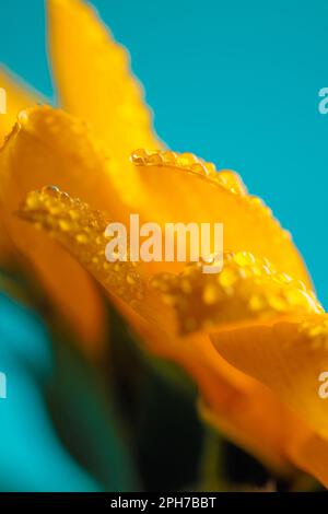 Natura tema immagine di meraviglioso girasole giallo con acqua gocciolando di petali su sfondo blu Foto Stock