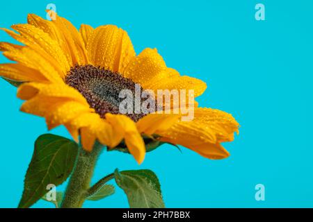 grazioso girasole giallo riempito con gocce d'acqua su sfondo blu Foto Stock