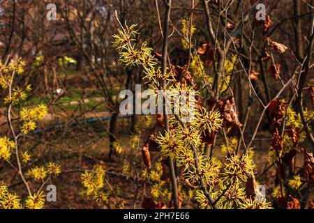 Fiore di Hazel Strega arbusto, Hamamelis virginiana all'inizio della primavera. Hamamelis ha splendidi fiori gialli all'inizio della primavera. Foto Stock