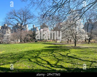 New York City, Stati Uniti. 26th marzo, 2023. I fiori fioriscono a Central Park durante la stagione primaverile. Credit: Ryan Rahman/Alamy Live News Foto Stock