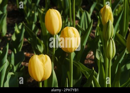 Tulipani vivaci e colorati in fiore, che offrono nuova vita e vigore in un giardino. Madre natura modo di aggiungere bellezza e ispirazione al nostro mondo. Foto Stock