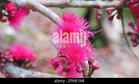 I fiori rosa di Guava (Syzygium Malaccense) sono rosa fiorente, nel villaggio di Belo Laut durante il giorno Foto Stock