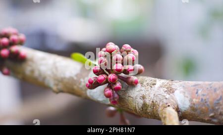 Gemme di fiori di Guava (Syzygium Malaccense) nel villaggio di Belo Laut durante il giorno Foto Stock