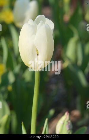 Tulipani vivaci e colorati in fiore, che offrono nuova vita e vigore in un giardino. Madre natura modo di aggiungere bellezza e ispirazione al nostro mondo. Foto Stock