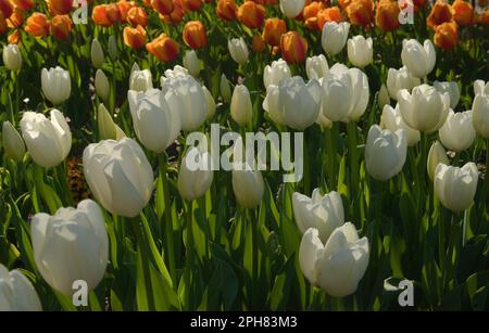 Tulipani vivaci e colorati in fiore, che offrono nuova vita e vigore in un giardino. Madre natura modo di aggiungere bellezza e ispirazione al nostro mondo. Foto Stock