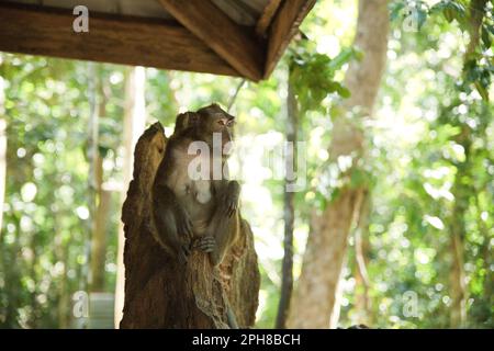 Colpo di corpo completo di una scimmia cynomolgus adulta seduta su un ceppo di albero, alberi diffusi sullo sfondo. Foto Stock