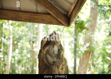 Colpo di corpo completo di una scimmia cynomolgus adulta seduta su un ceppo di albero, alberi diffusi sullo sfondo. Foto Stock