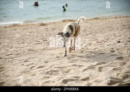 Colpo di cane bianco a tutto corpo che cammina lungo la spiaggia. Foto Stock