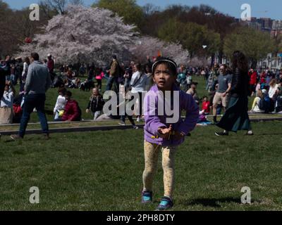 26 marzo 2023, Washington, District of Columbia, USA: Chang Lin, All'età di 7 anni, controlla abilmente le sue corde di aquilone durante l'annuale Blossom Kite Festival. (Credit Image: © sue Dorfman/ZUMA Press Wire) SOLO PER USO EDITORIALE! Non per USO commerciale! Foto Stock