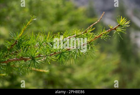 Particolare di foglie e rami di larice europeo, Larix decidua. Foto scattata nel Mieming Range, Stato del Tirolo, Austria Foto Stock