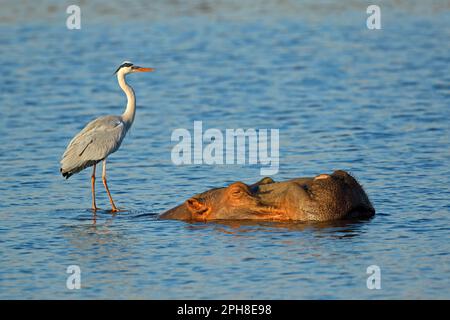 Airone grigio (Ardea cinerea) in piedi su un ippopotamo sommerso, Kruger National Park, Sudafrica Foto Stock