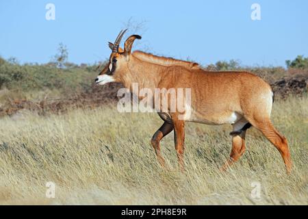 Una rara Stefano antilope (Hippotragus equinus) in habitat naturale, Sud Africa Foto Stock