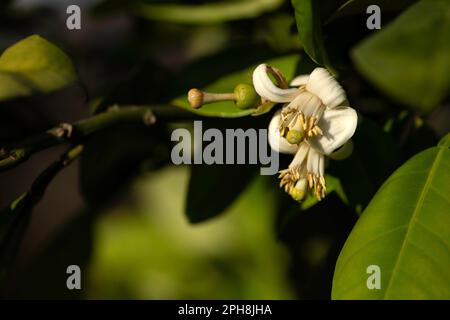 Delicati fiori di un albero d'arancio fiorente si chiudono su uno sfondo sfocato di verde fogliame Foto Stock