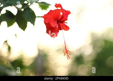 Fiore di papavero rosso al tramonto in un campo estivo Foto Stock
