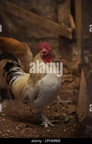 Un'immagine ravvicinata di un gallo colorato che si trova all'angolo di un rustico fienile in legno in campagna Foto Stock