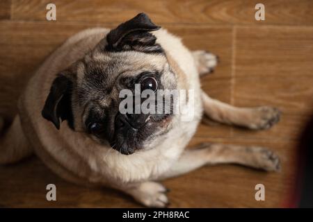 cucino seduto sul piano della cucina in attesa di pranzo Foto Stock