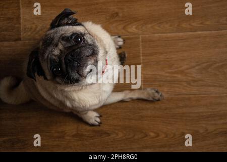 cucino seduto sul piano della cucina in attesa di pranzo Foto Stock