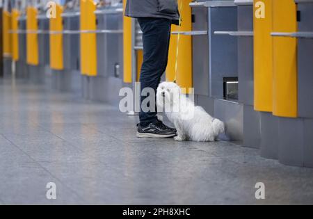 27 marzo 2023, Assia, Francoforte sul meno: Poiché il suo volo per Parigi è stato annullato, un uomo e il suo cane sono gli unici passeggeri presso un banco di check-in nel terminal altrimenti abbandonato dell'aeroporto di Francoforte. Con un grande sciopero di allarme a livello nazionale, lunedì i sindacati EVG e Verdi paralizzarono gran parte dei trasporti pubblici. Foto: Boris Roessler/dpa Foto Stock