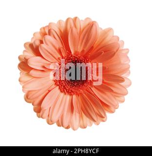 Bellissimo fiore di gerbera corallo su sfondo bianco Foto Stock