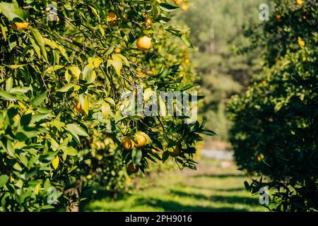 Arance arance con agrumi freschi, freschi e succosi, maturi e biologici, appesi a crescere su un ramo d'albero. Sentiero panoramico verde nel giardino di frutta terra fattoria Foto Stock