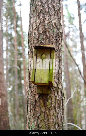 vecchia scatola di nidificazione rotta appesa da sola sul tronco dell'albero Foto Stock