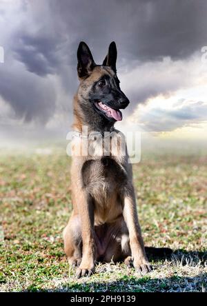 giovani pastori belgi che si allenano nella natura Foto Stock