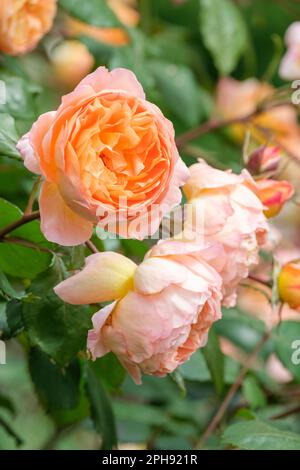 Rosa Lady Emma Hamilton, Rosa Ausfrate, rosa arbusto con fiori a forma di coppa che si aprono su una rosetta più piatta all'ombra di albicocca scura. Foto Stock