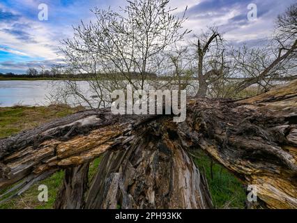 Ratzdorf, Germania. 27th Mar, 2023. Un salice vecchio e caduto si trova sulla riva del fiume confine tedesco-polacco Oder. Per un futuro sicuro del fiume di frontiera comune, i gruppi parlamentari Bündnis 90/ Die Grünen nel Brandeburgo e nel Bundestag tedesco invitano ad una conferenza Oder tedesco-polacca che si terrà a Francoforte (Oder) il 27 marzo 2023. Gli esperti tedeschi e polacchi della scienza, della politica e della società civile parleranno di concetti e visioni su come l’Oder può essere protetto e utilizzato in modo sostenibile in tempi di crisi climatica. Credit: Patrick Pleul/dpa/Alamy Live News Foto Stock