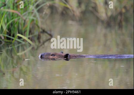 abbastanza grande... Il castoro europeo ( fibra di Castor ) nuota attraverso un corpo d'acqua che giace piatto nell'acqua Foto Stock