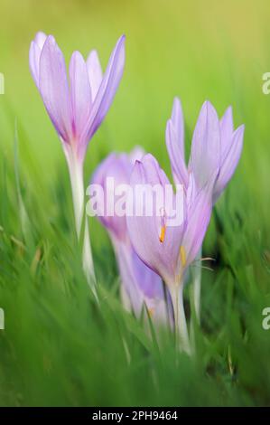 tipici fiori autunnali... Pascoli Saffron ( Colchicum autumnale ), specie vegetali velenose protette e minacciate Foto Stock