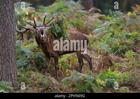 con fervore... Cervo rosso (Cervus elaphus) durante la solca, ruggente nel bosco, felce appese in corna Foto Stock