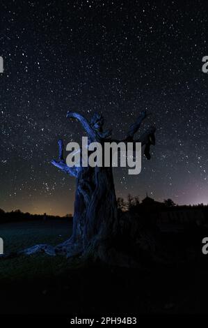 Fotografia notturna a esposizione lunga con stelle sullo sfondo e in primo piano con albero senza foglie Foto Stock