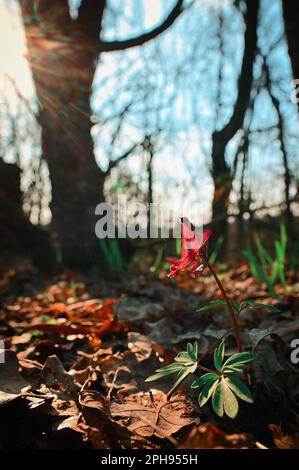 Rosso cavo Larkspur Corydalis Cava in primavera Foto Stock