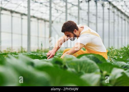 Prendersi cura di cavolo. I giovani lavoratori della serra in uniforme gialla hanno lavoro all'interno della casa Foto Stock