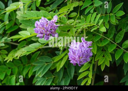 Glicine frutescens Longwood Viola, perenne, racemi purpurpurei ricchi di fiori simili a piselli, Foto Stock