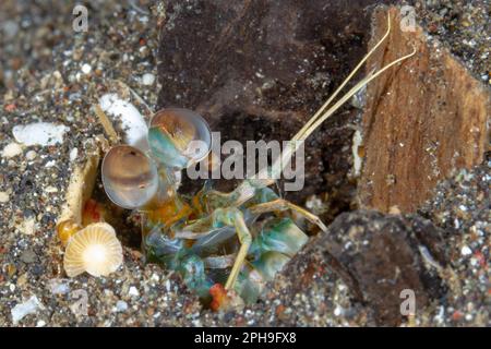 Gamberetti di mantis dalle orecchie rosa (Odontodactylus latirostris) Lembeh Strait, Sulawesi settentrionale, Indonesia. Foto Stock