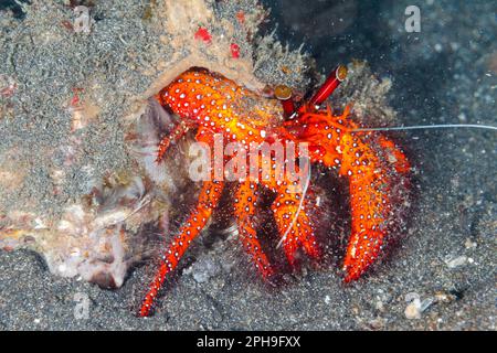 Granchio eremita. Lembeh Strait, Sulawesi settentrionale, Indonesia Foto Stock