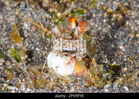 Gamberetti di mantis dalle orecchie rosa (Odontodactylus latirostris) Lembeh Strait, Sulawesi settentrionale, Indonesia Foto Stock