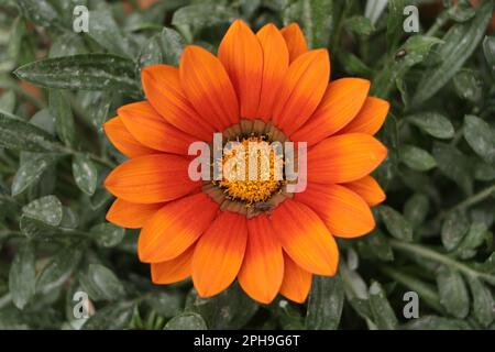 Primo piano della fioritura Gazania Splendens Bronzo nuovo giorno in un bordo di fiore. Fiore di ashflower arancione Foto Stock