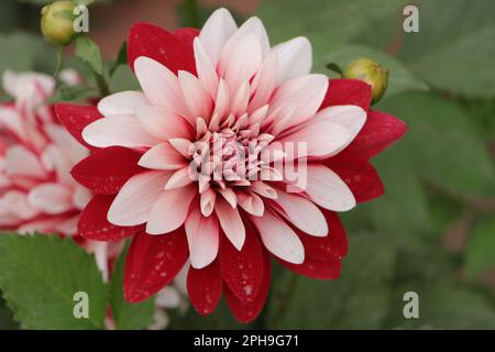 Desi fiore. Bel fiore rosso e bianco color dahlia in un giardino casa. Fiori freschi e sani, colorati e profumati. India primavera. Foto Stock