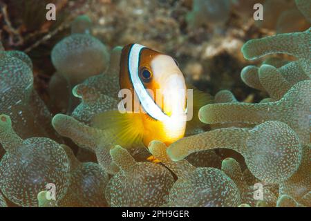Clarks anemonefish (Amphiprion clarkii) Lembeh Strait, Sulawesi settentrionale, Indonesia. Foto Stock