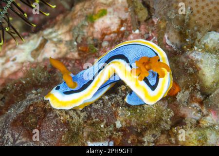 Chromodoris annae nudibranch. Lembeh Strait, Sulawesi settentrionale, Indonesia. Foto Stock