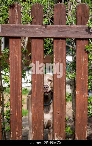 Cane in gabbia Foto Stock