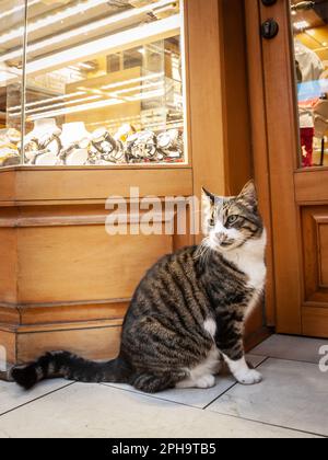 Immagine di un gatto, seduto e in posa per le strade di Istanbul, Turchia, noto per il suo rispetto per i gatti, di fronte ad una gioielleria. Foto Stock